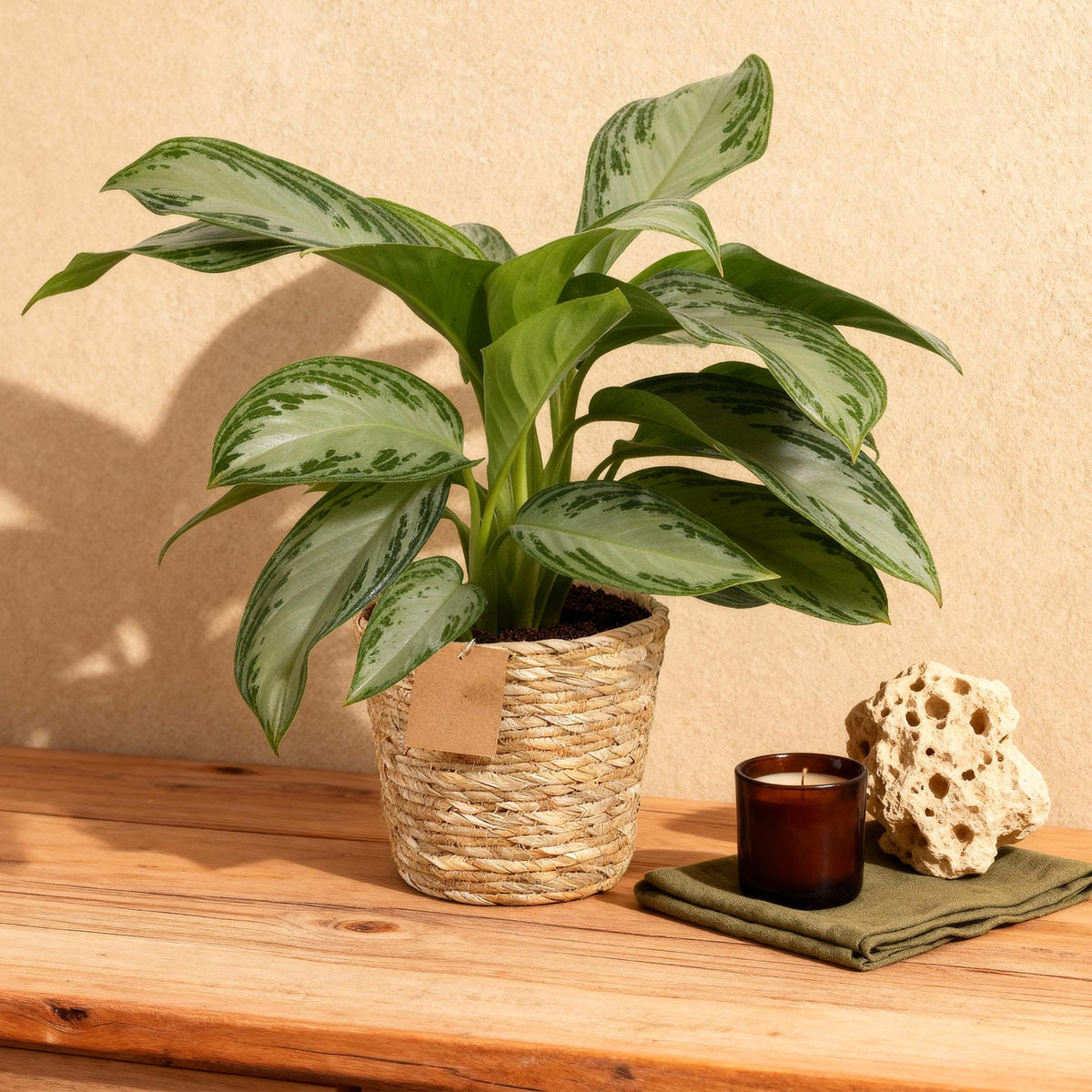 2× Aglaonema Silver Bay med kurv – Ø17 cm, 70–75 cm høj