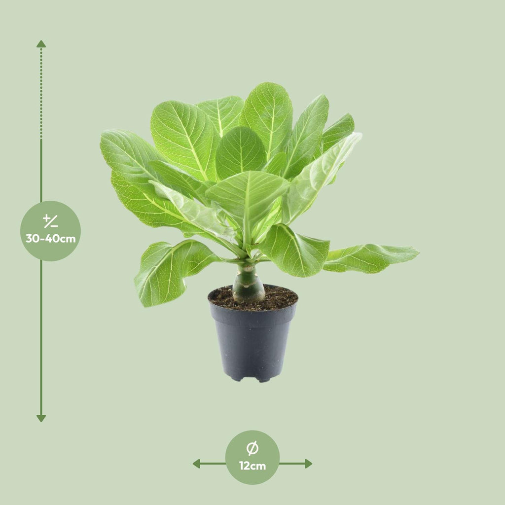 Brighamia Insignis 'Hawaii Palm' (Hawaii-Palme) – Ø12 cm, 37 cm hoch – Bild 4