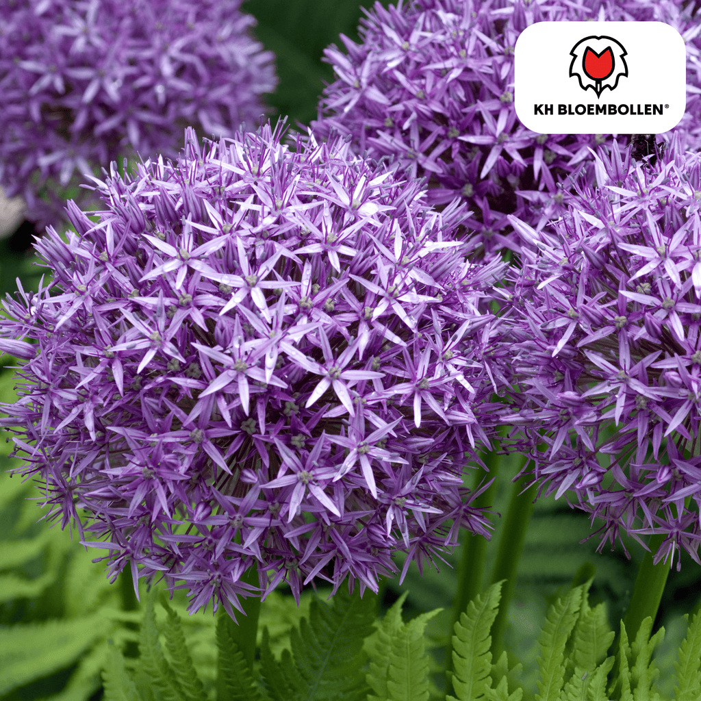 Prydster 'Globemaster' – 5 blomsterløg – billede 2