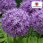 Prydster 'Globemaster' – 5 blomsterløg
