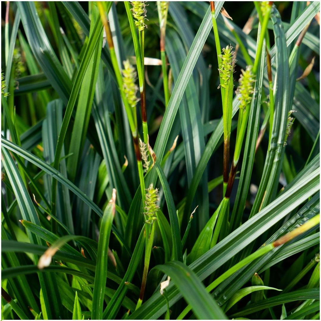 Carex morrowi 'Irish Green' (Segge) – 3 Pflanzen, Ø14 cm, 25 cm hoch – Bild 3