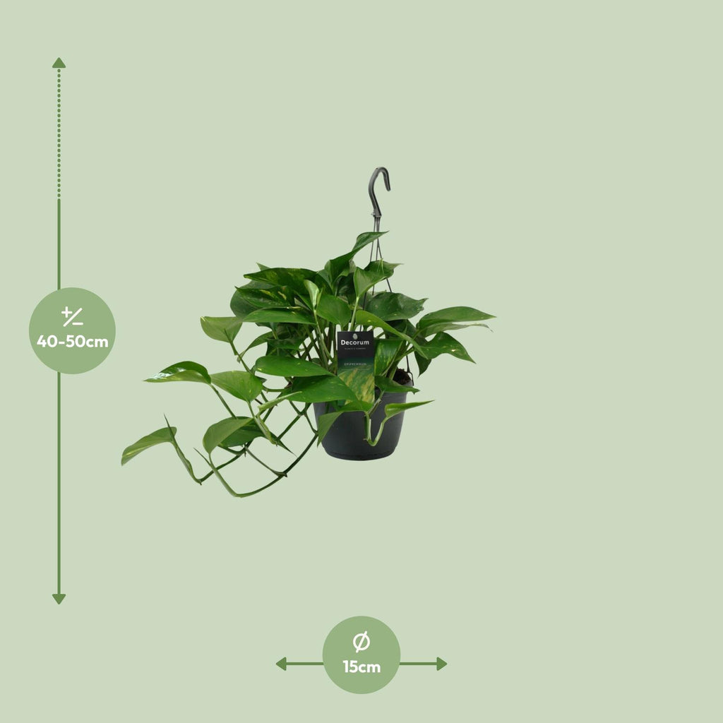 Epipremnum (scindapsus) – Ø15 cm, 45 cm høj