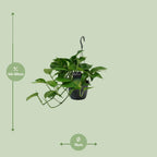 Epipremnum (scindapsus) – Ø15 cm, 45 cm høj