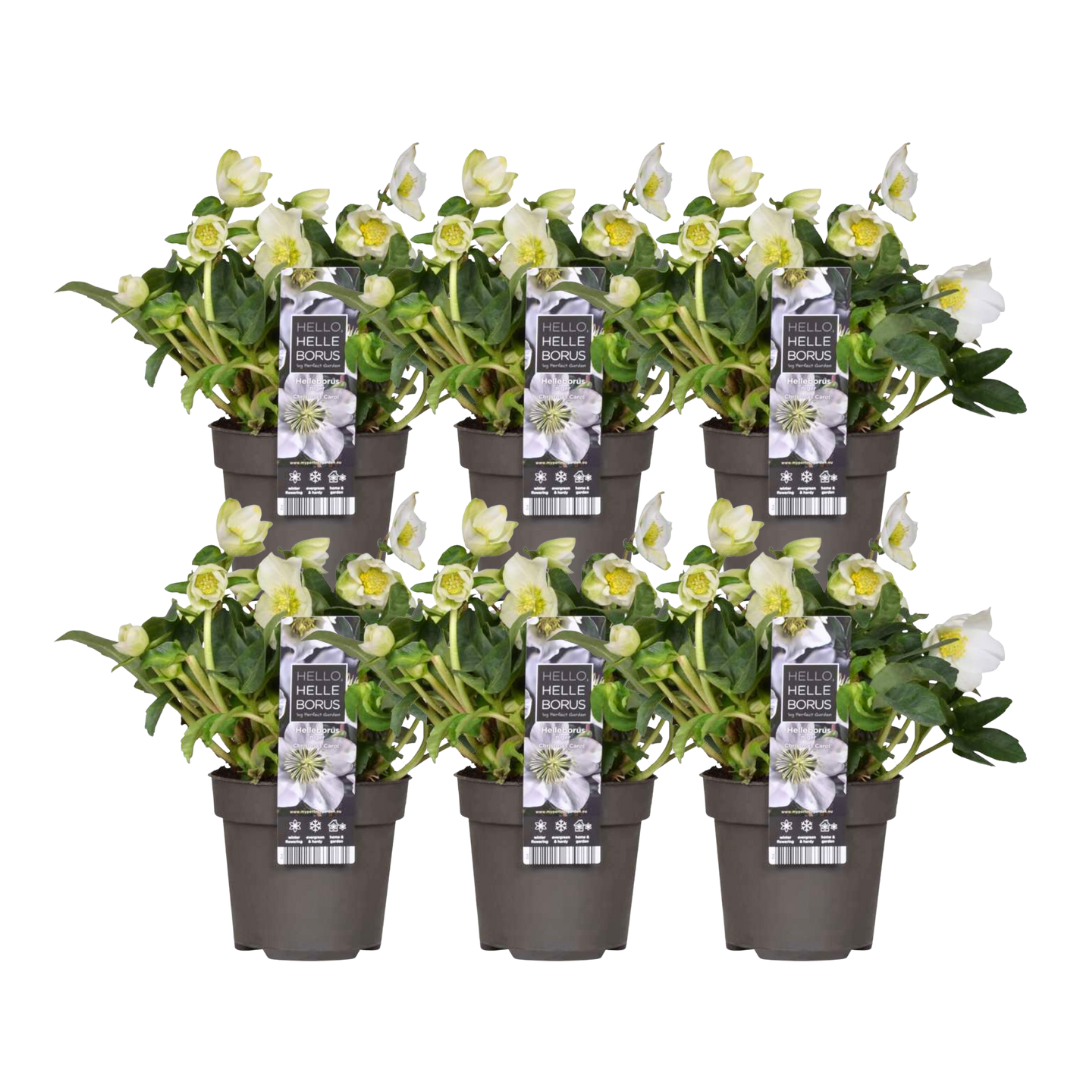 Helleborus niger 'Christmas Carol' (kerstroos) – 6 planten, Ø12 cm, 20 cm hoog – foto 2