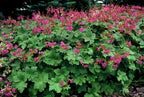 Geranium macrorrhizum 'Czakor' (cranesbill) – 48 plants, Ø9 cm, 10–25 cm high
