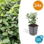 Euonymus fortunei radicans (kardinalskjulder) – 24 planter, Ø9 cm, 10–25 cm høje
