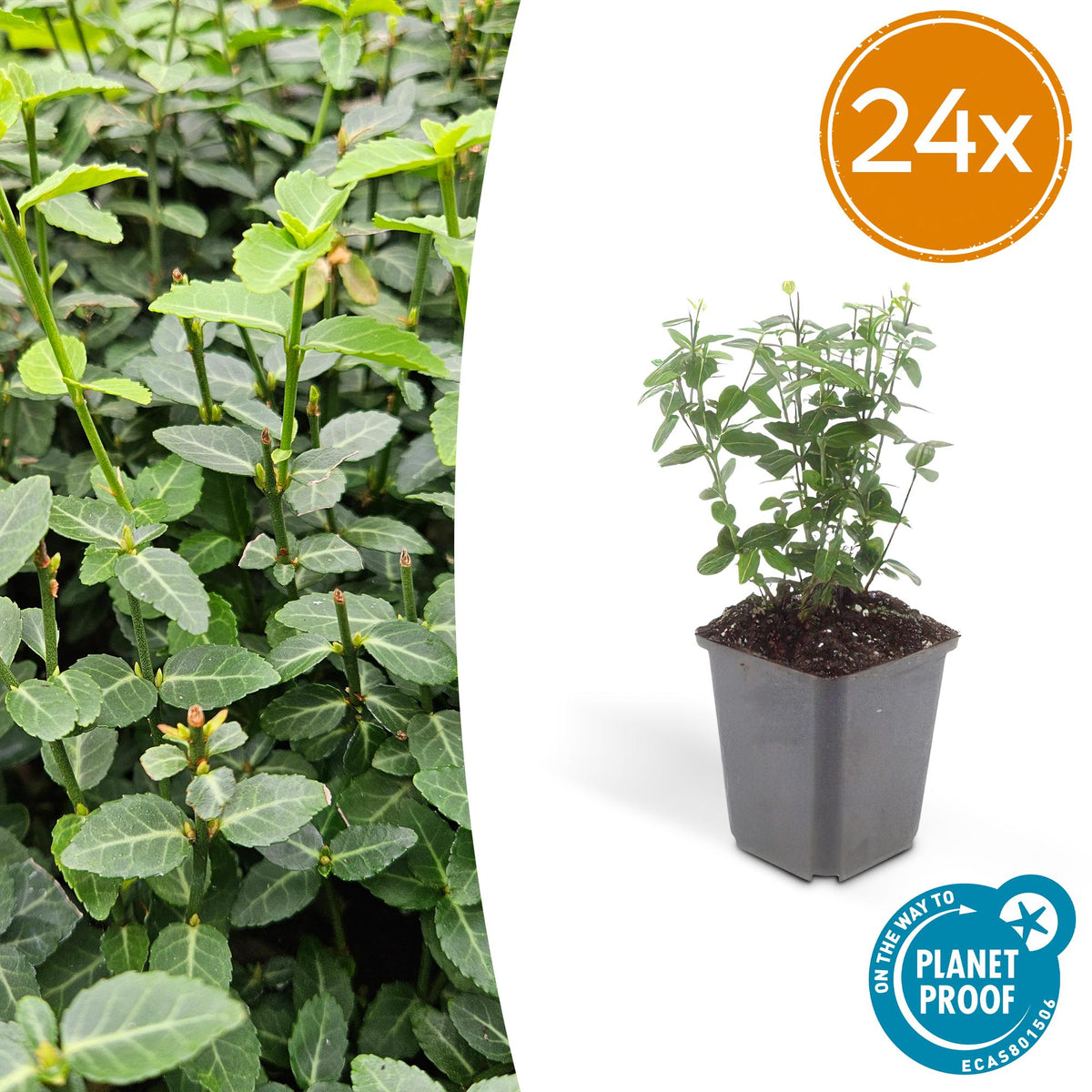 Euonymus fortunei radicans (kardinalskjulder) – 24 planter, Ø9 cm, 10–25 cm høje