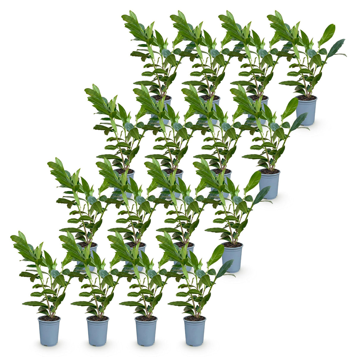 Prunus laurocerasus 'Caucasica' (prunier de cerf) – 16 plants, Ø9 cm, 25–35 cm de haut – photo 2
