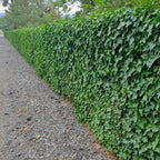 Hedera hibernica (klimop) – 60 planten, Ø9 cm, 10–25 cm hoog