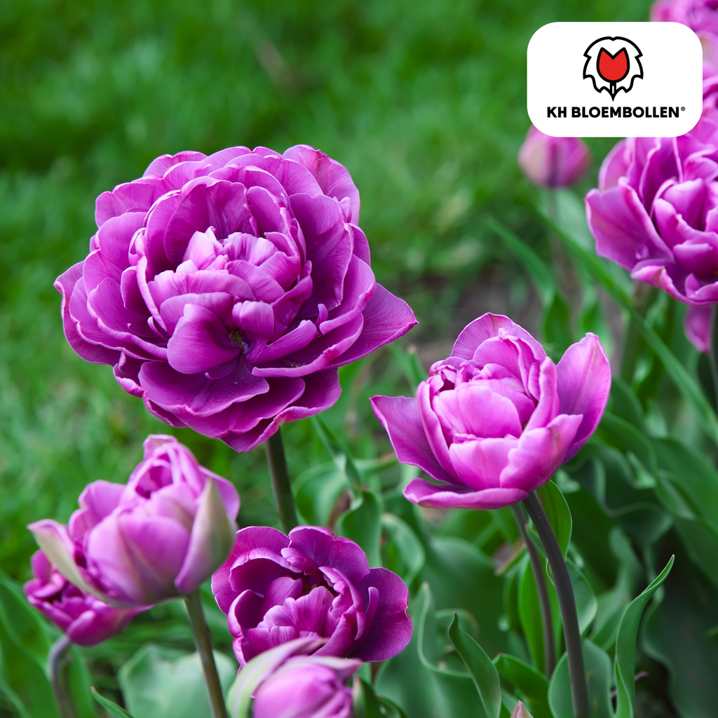 Tulipan 'Double Flag' – 20 blomsterløg (løgstørrelse 11/12) – billede 3