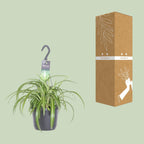Chlorophytum comosum Bonnie (spider plant) – Ø17 cm, 35 cm high