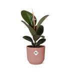Ficus elastica ‘Robusta’ in ELHO Vibes Fold 14cm roze (rubberplant) – 35 cm hoog