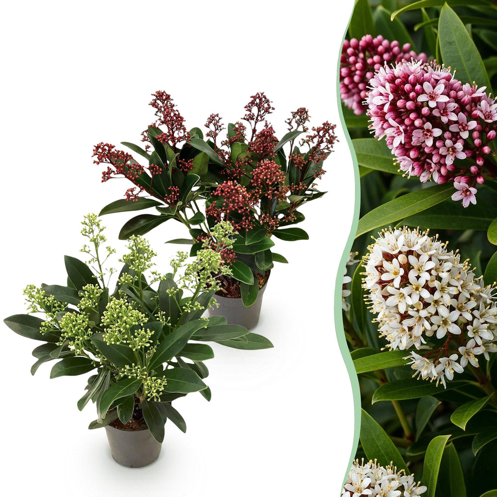 Skimmia japonica 'Duo' – blanc-rouge – 2 plantes, Ø11 cm, 25 cm de haut