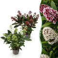 Skimmia japonica 'Duo' – blanc-rouge – 2 plantes, Ø11 cm, 25 cm de haut