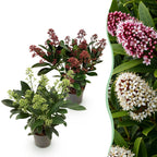 Skimmia japonica 'Duo' – blanc-rouge – 2 plantes, Ø11 cm, 25 cm de haut