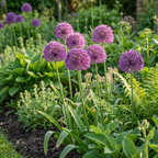 Sierui 'Purple Sensation' – 120 blomsterløg (løgstørrelse 10/12)