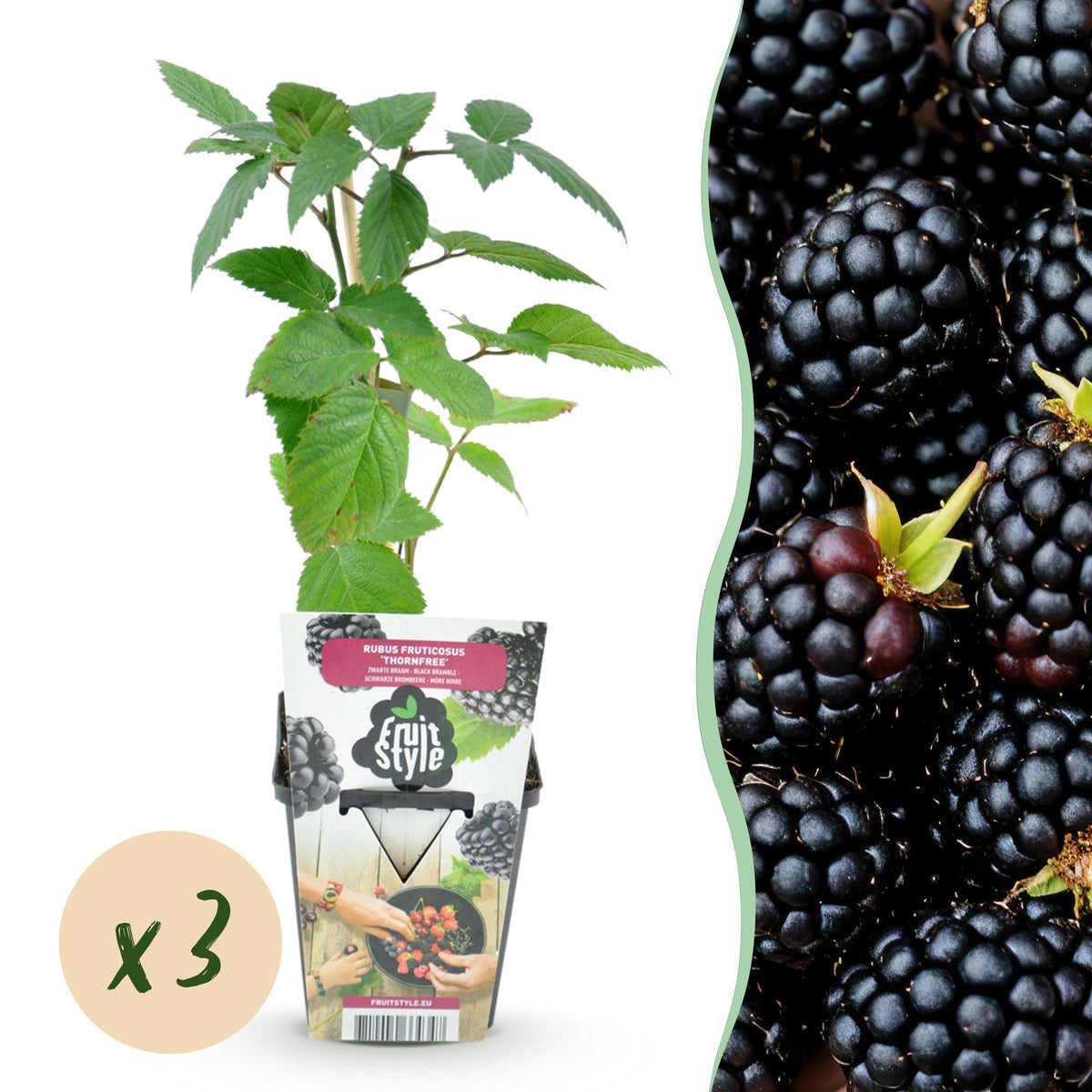 Rubus 'Thornfree' (braam) – 3 planten, Ø9 cm, 35 cm hoog