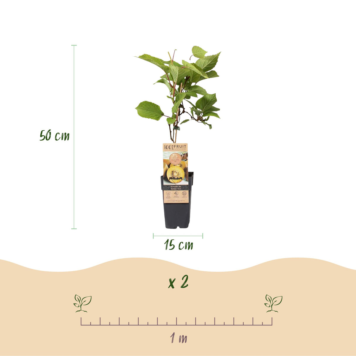 Actinidia 'Weiki & Golden Kiwi' (kiwiplant) (1 mannelijke + 2 vrouwelijke) – geel – 3 planten, Ø15 cm, 50 cm hoog