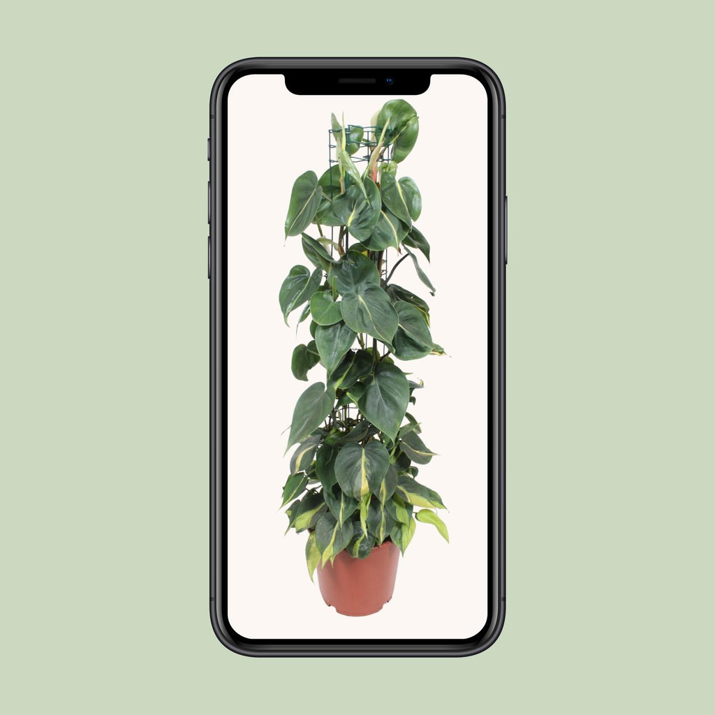 Philodendron scandens Brasil – Ø24 cm, 120 cm hoog