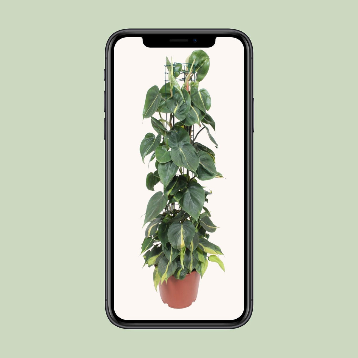 Philodendron scandens Brasil – Ø24 cm, 120 cm de haut