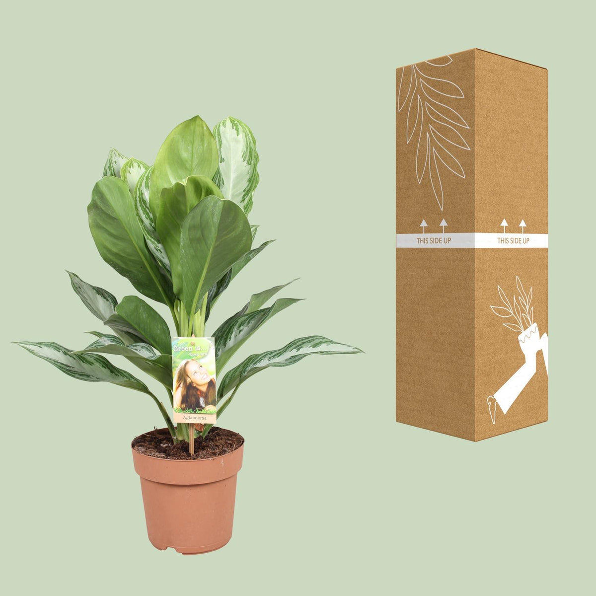 Aglaonema Silver Bay – Ø17 cm, 55 cm høj