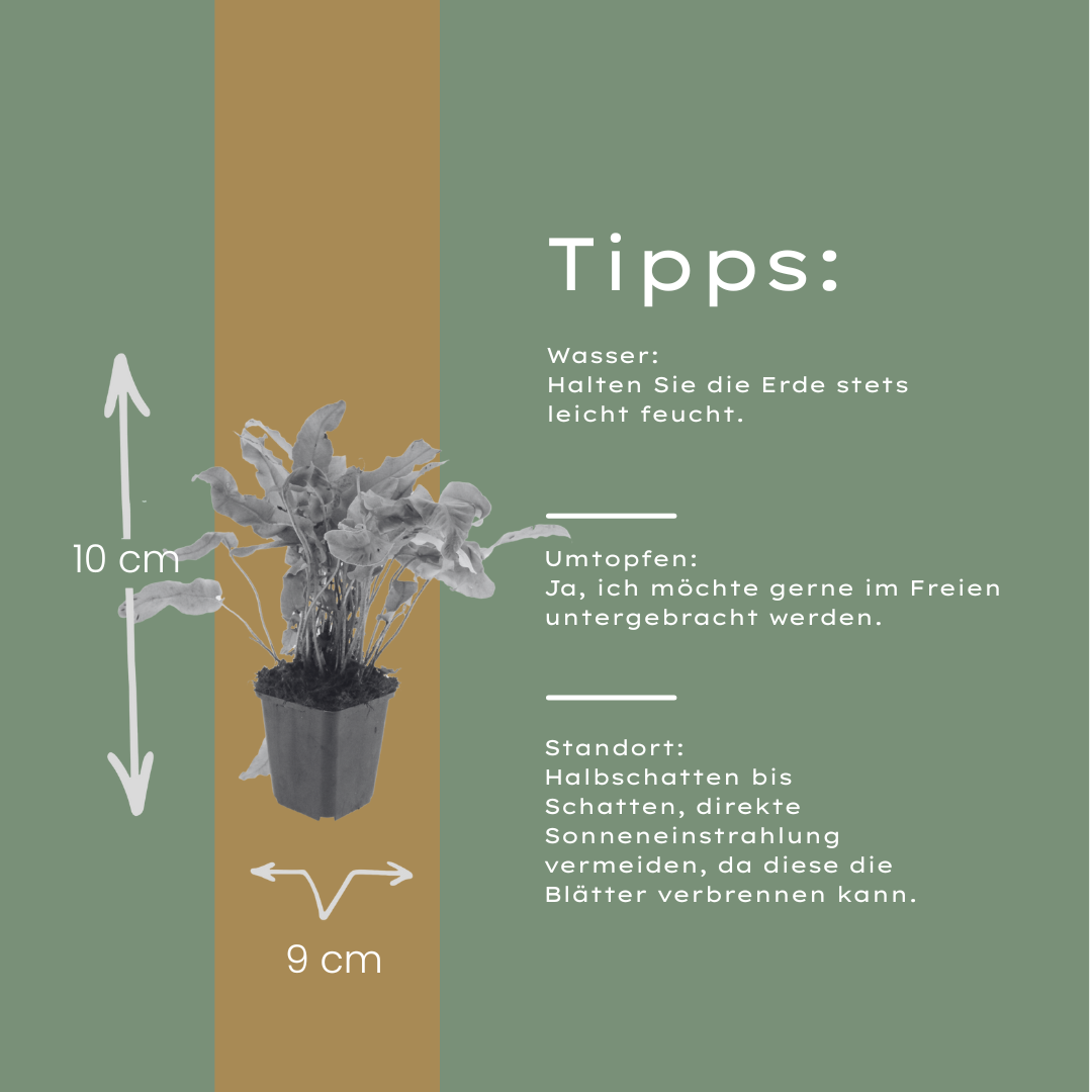 Asplenium scolopendrium (streepvaren) – 12 planten, Ø9 cm, 10–25 cm hoog
