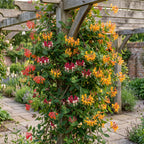 Lonicera 'Tricolour' (three-colored honeysuckle) – red-purple-orange-yellow – 3 plants, Ø9 cm, 35 cm high