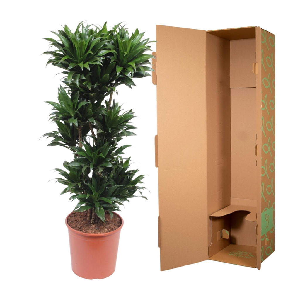 Dracaena Compacta (Drachenbaum) – Ø 27 cm, 120 cm hoch