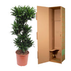 Dracaena Compacta (Drachenbaum) – Ø 27 cm, 120 cm hoch
