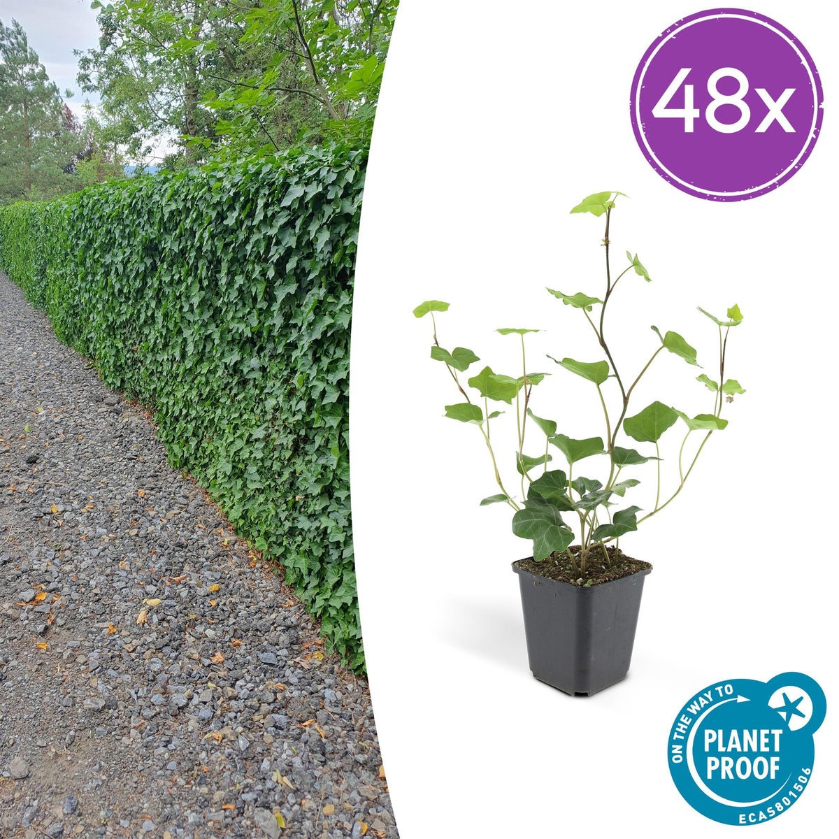 Hedera hibernica (klimop) – 48 planten, Ø9 cm, 10–25 cm hoog