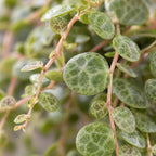Peperomia Prostrata – Ø6 cm, 6 cm de haut