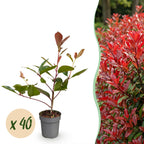 Photinia fraseri 'Red Robin' (photinia) – rouge – 40 plants, Ø9 cm, 25–35 cm de haut