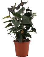 Anthurium Black Love in durchsichtiger Folie (Flammenlilie) – Ø 12 cm, 36 cm hoch