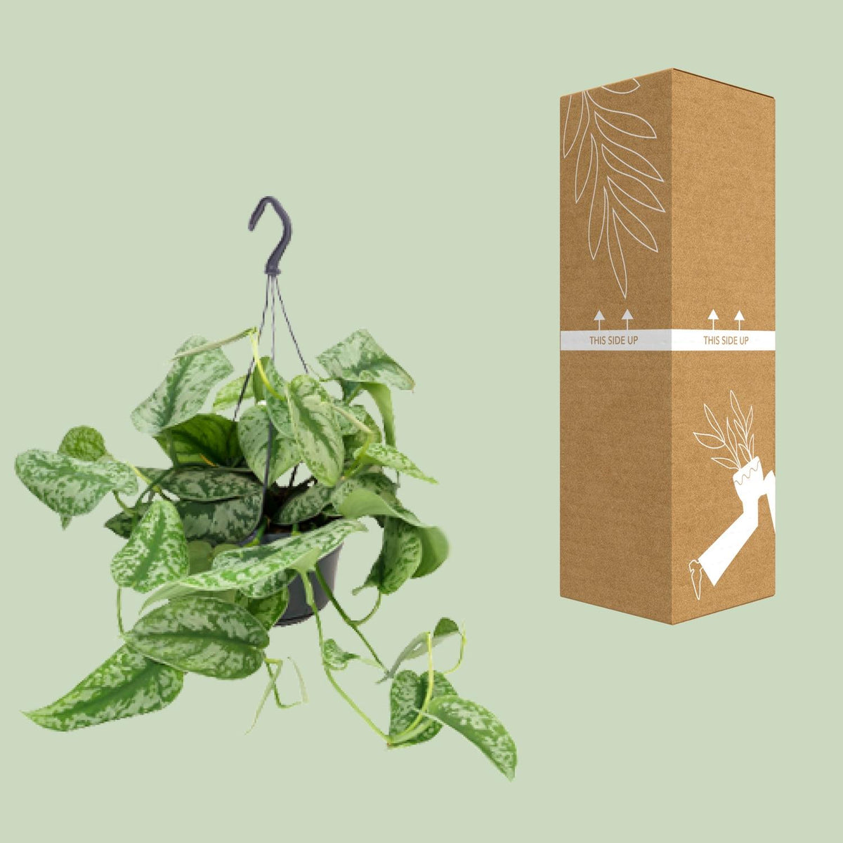 Scindapsus pictus Trebie – Ø15 cm, 25 cm hoog