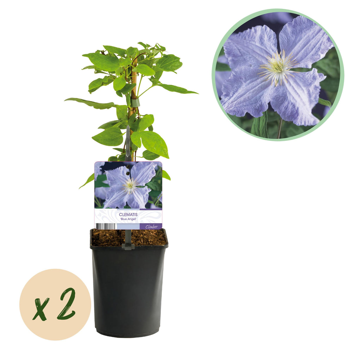 Clematis 'Blue Angel' (bosrank) – blauw – 2 planten, Ø11 cm, 40 cm hoog