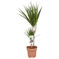 Dracaena marginata 30-15 (arbre du dragon) – Ø17 cm, 75 cm de haut