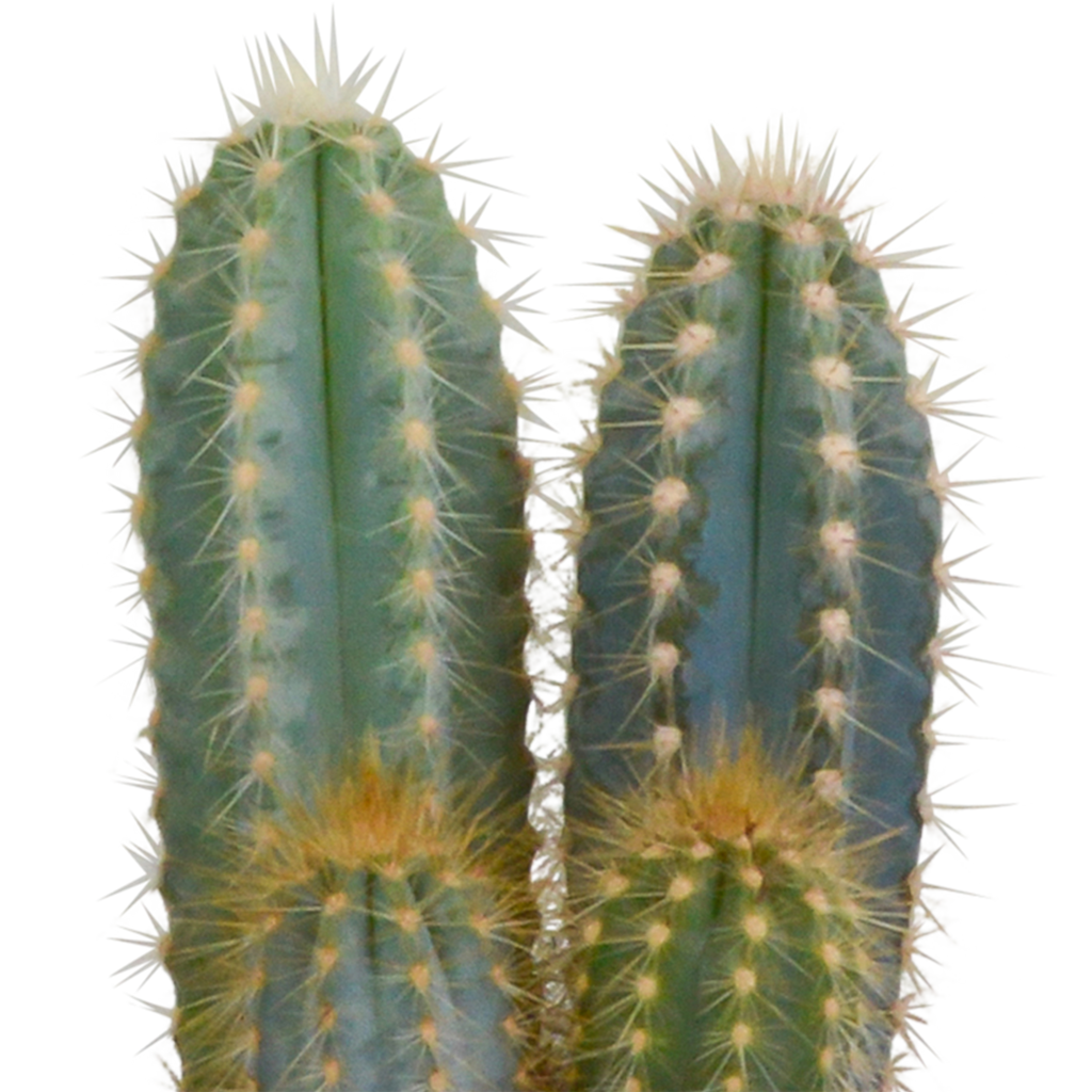 Kaktusmix (Cactaceae) i hvid potte – Ø11 cm, 23 cm høj