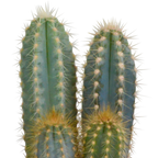 Kaktusmix (Cactaceae) i hvid potte – Ø11 cm, 23 cm høj