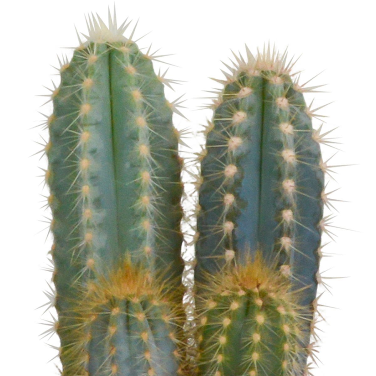 Kaktusmix (Cactaceae) i hvid potte – Ø11 cm, 23 cm høj