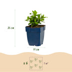 Hypericum calycinum (St. John's wort) – yellow – 24 plants, Ø11 cm, 15–25 cm high