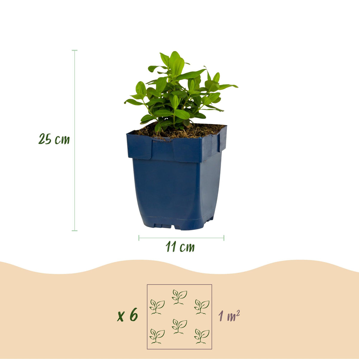 Hypericum calycinum (St. John's wort) – yellow – 24 plants, Ø11 cm, 15–25 cm high – photo 3