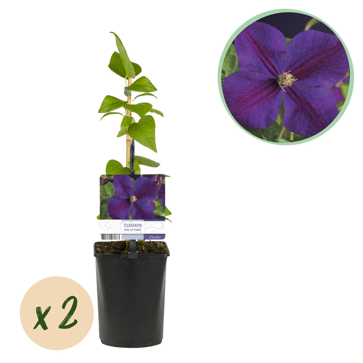 Clematis 'Star Of India' (bosrank) – roze – 2 planten, Ø11 cm, 40 cm hoog