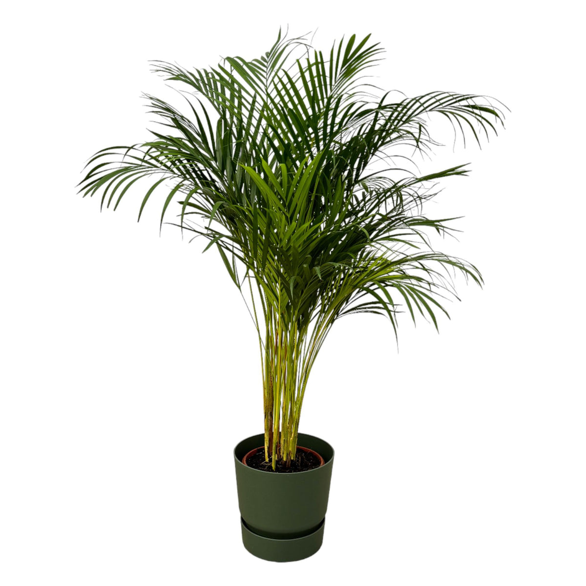 Arekapalmsväxt (Dypsis) i rund grön prydnadskruka Greenville – Ø24 cm, 130 cm hög