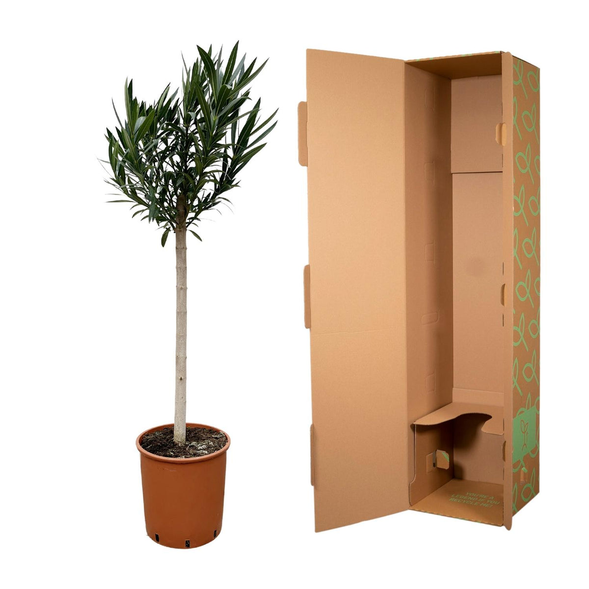 Nerium 'Oleander' standard – Ø30 cm, 170 cm high – pink – photo 3
