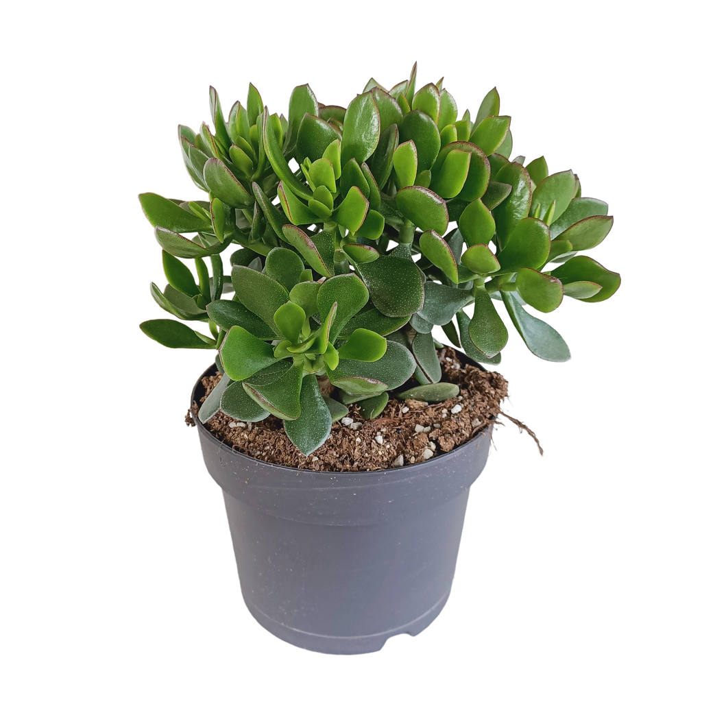 Crassula minova (jadeplante) – Ø17 cm, 40 cm høj