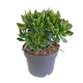 Crassula minova (jadeplante) – Ø17 cm, 40 cm høj