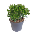 Crassula minova (jadeplante) – Ø17 cm, 40 cm høj