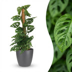 Monkey Mask (Monstera) im grauen Potter-Übertopf – Ø 19 cm, 90 cm hoch