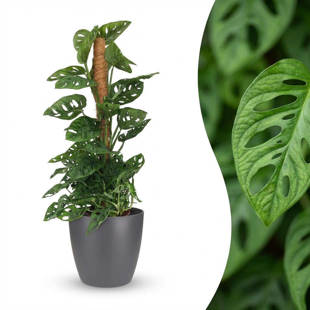 Monkey Mask (Monstera) im grauen Potter-Übertopf – Ø 19 cm, 90 cm hoch – Bild 2
