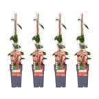 Lonicera periclymenum 'Belgica' (honeysuckle) – 4 plants, Ø15 cm, 65 cm high